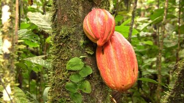 Picture for category Cacao and Chocolate Producers in Alajuela
